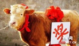 最新版本大爆料牛气冲天,牛气冲天，揭秘科技巨头新动向